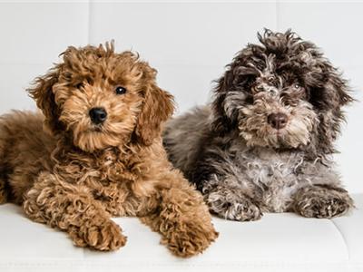 Welk bankstel bij honden?