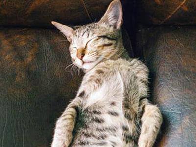 Welk bankstel bij katten?